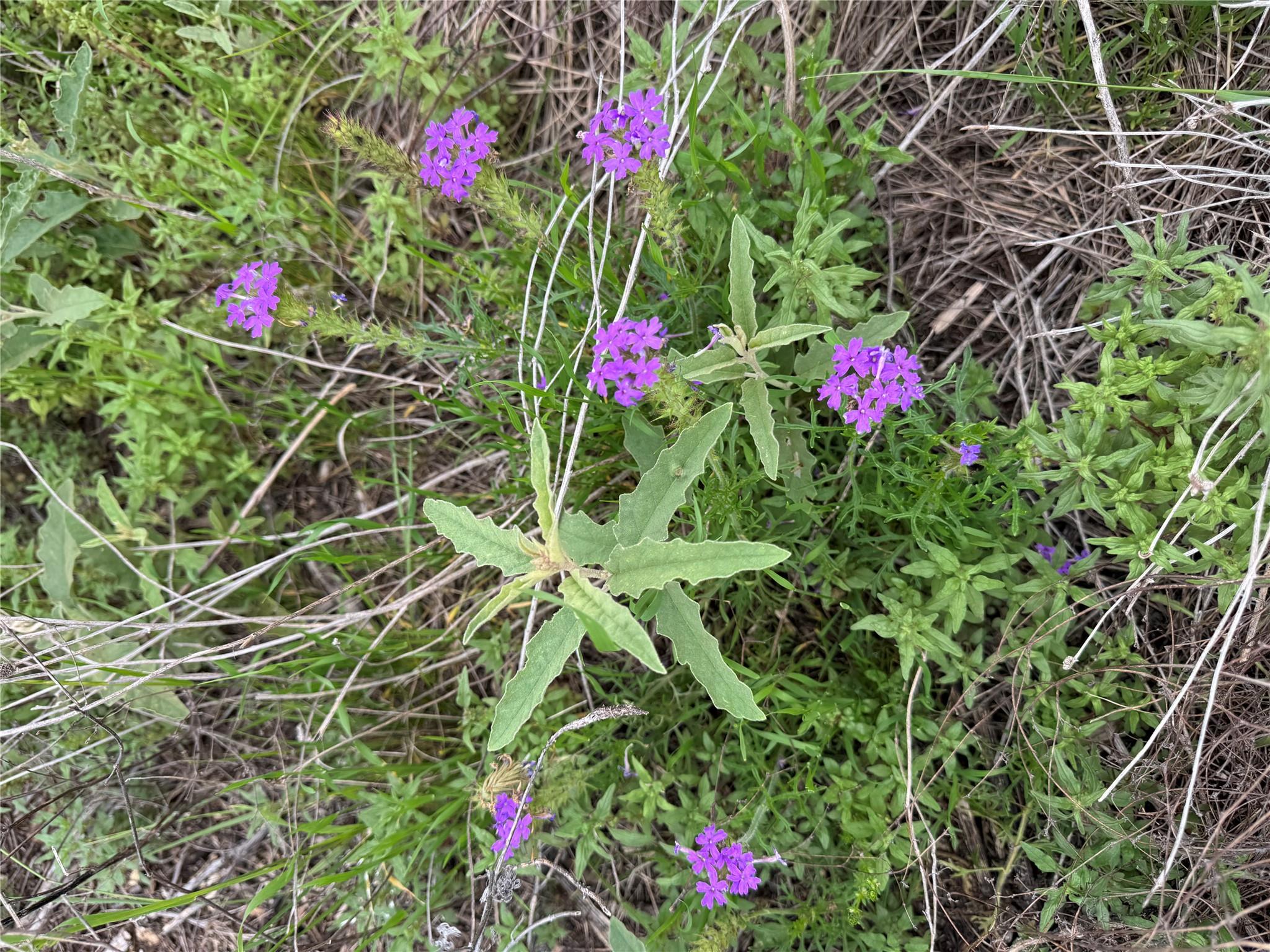 Lot 52 Clearwater Canyon RD — photo 4