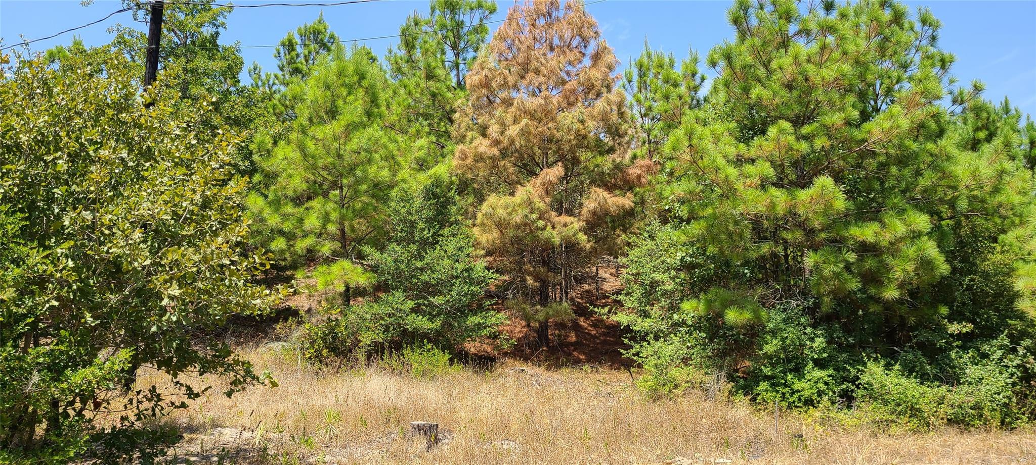 TBD Tall Forest DR — photo 4