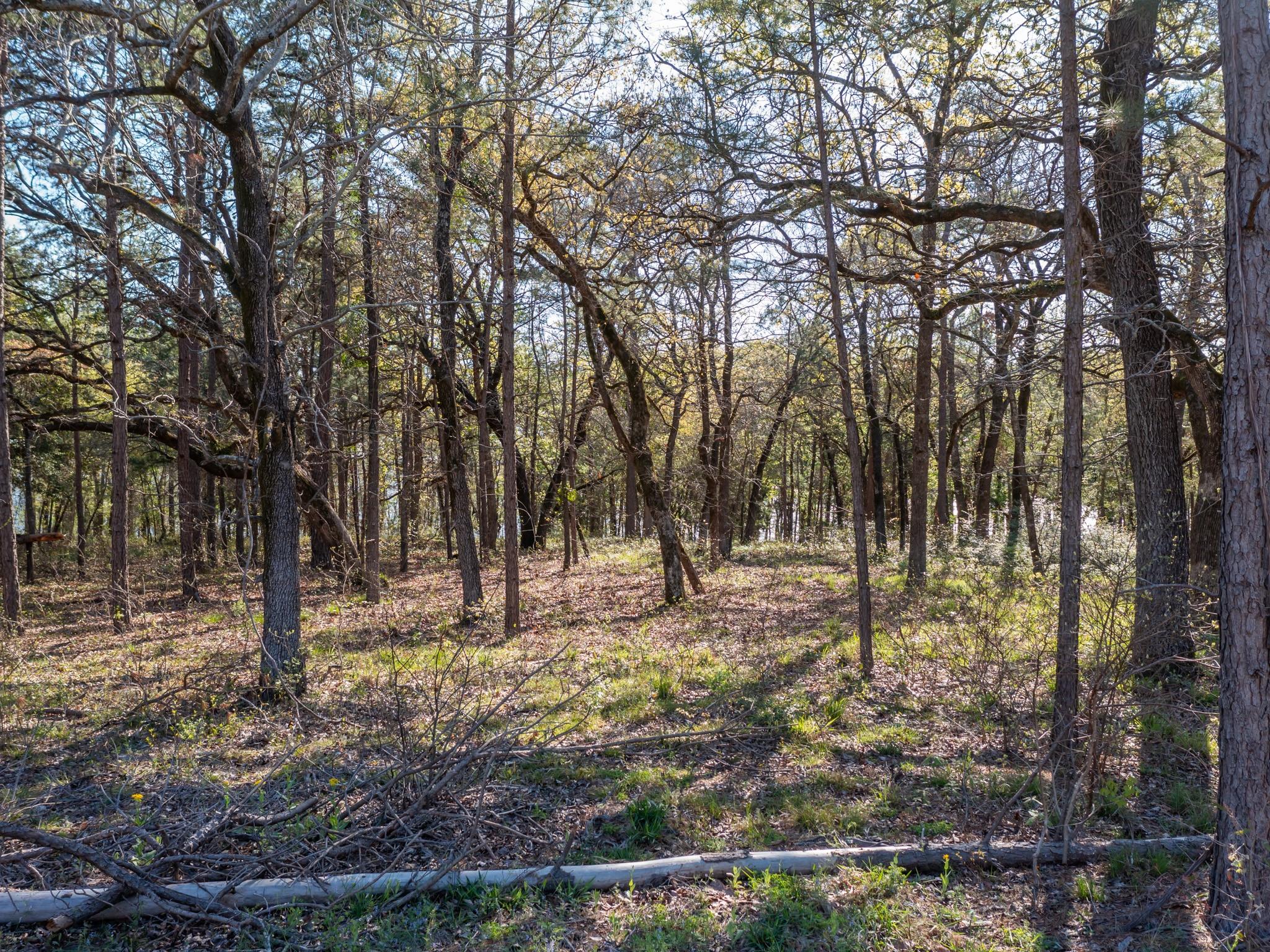 3104 Shadow Pine DR — photo 3