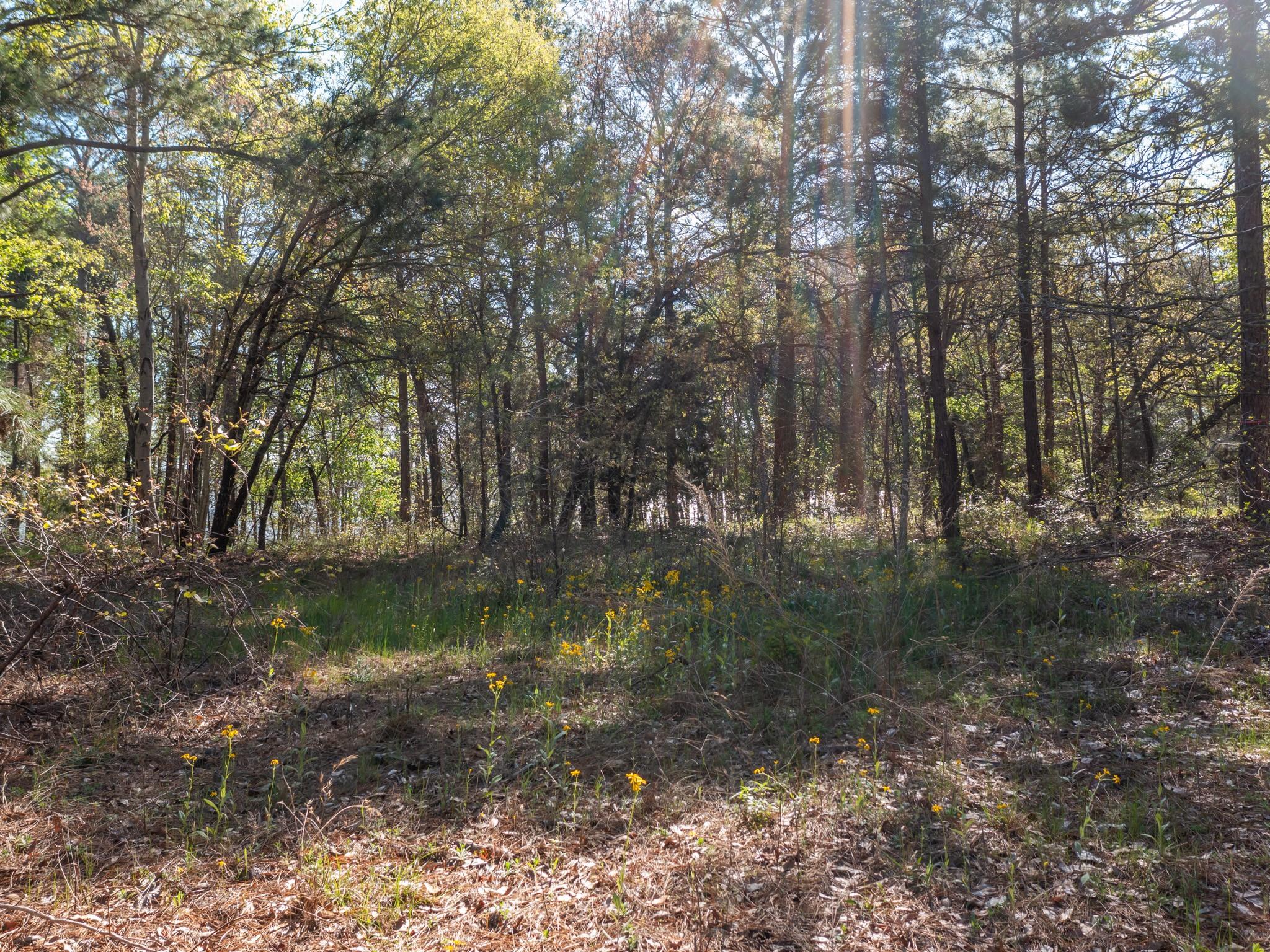 3104 Shadow Pine DR — photo 4