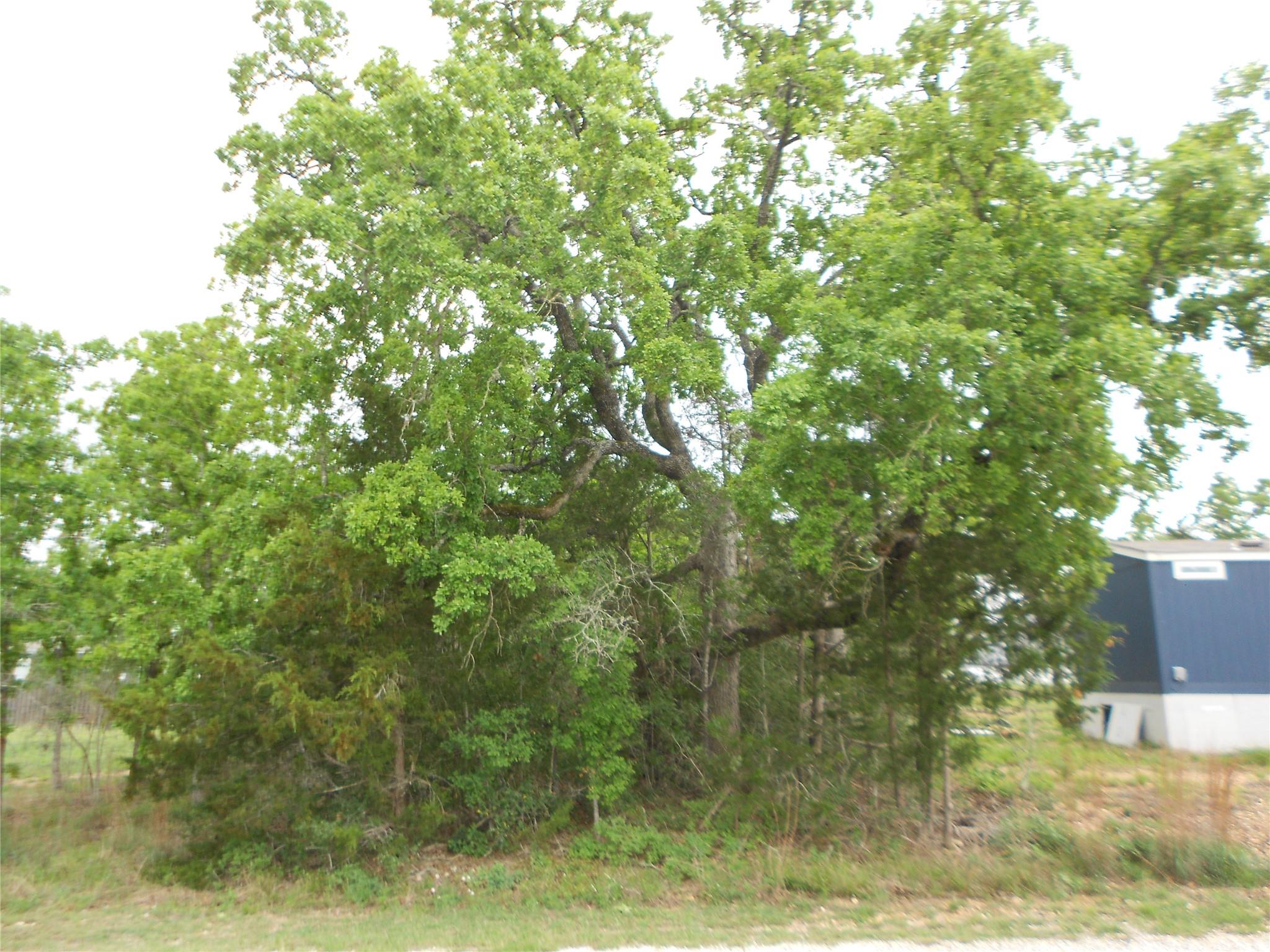 441 Tom Tom — photo 4