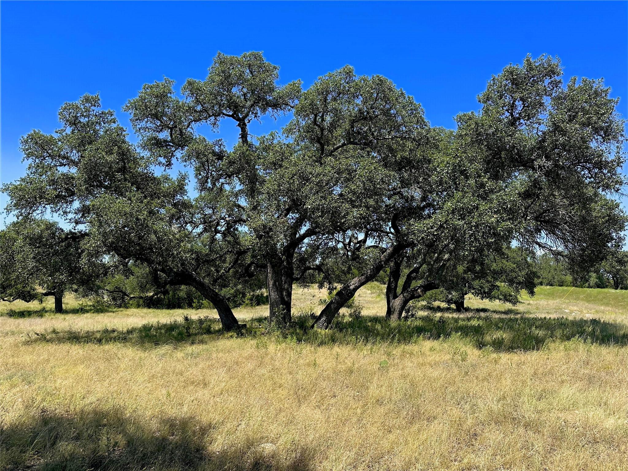 Lot 231 Winecup DR — photo 4