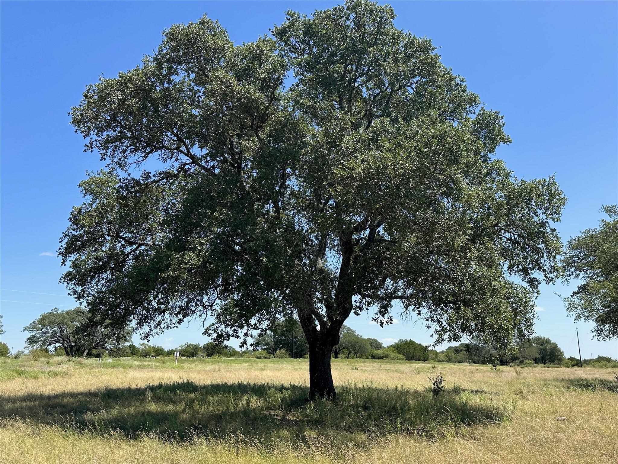 Lot 231 Winecup DR — photo 5