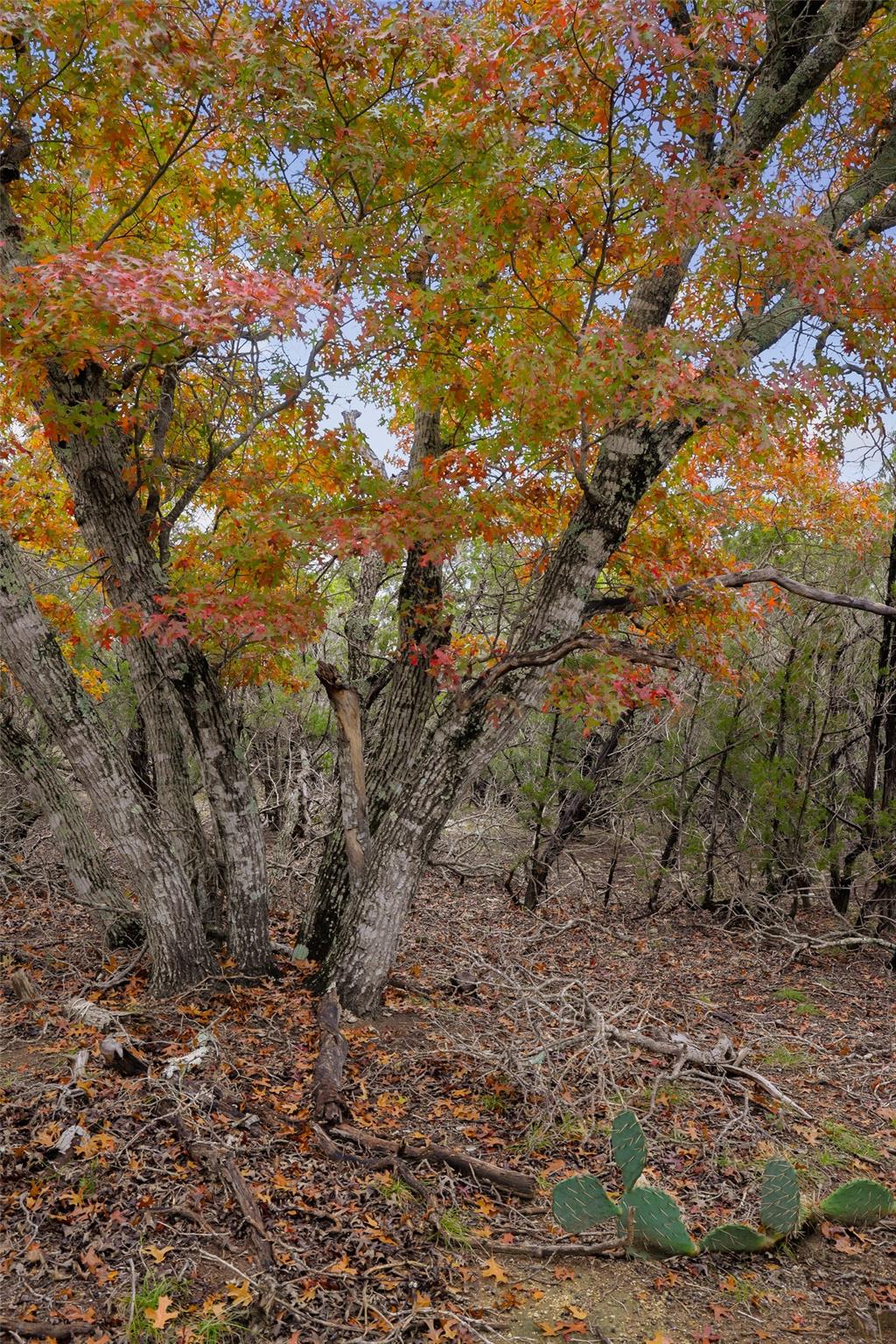 TBD Stagecoach Ranch LOOP — photo 3