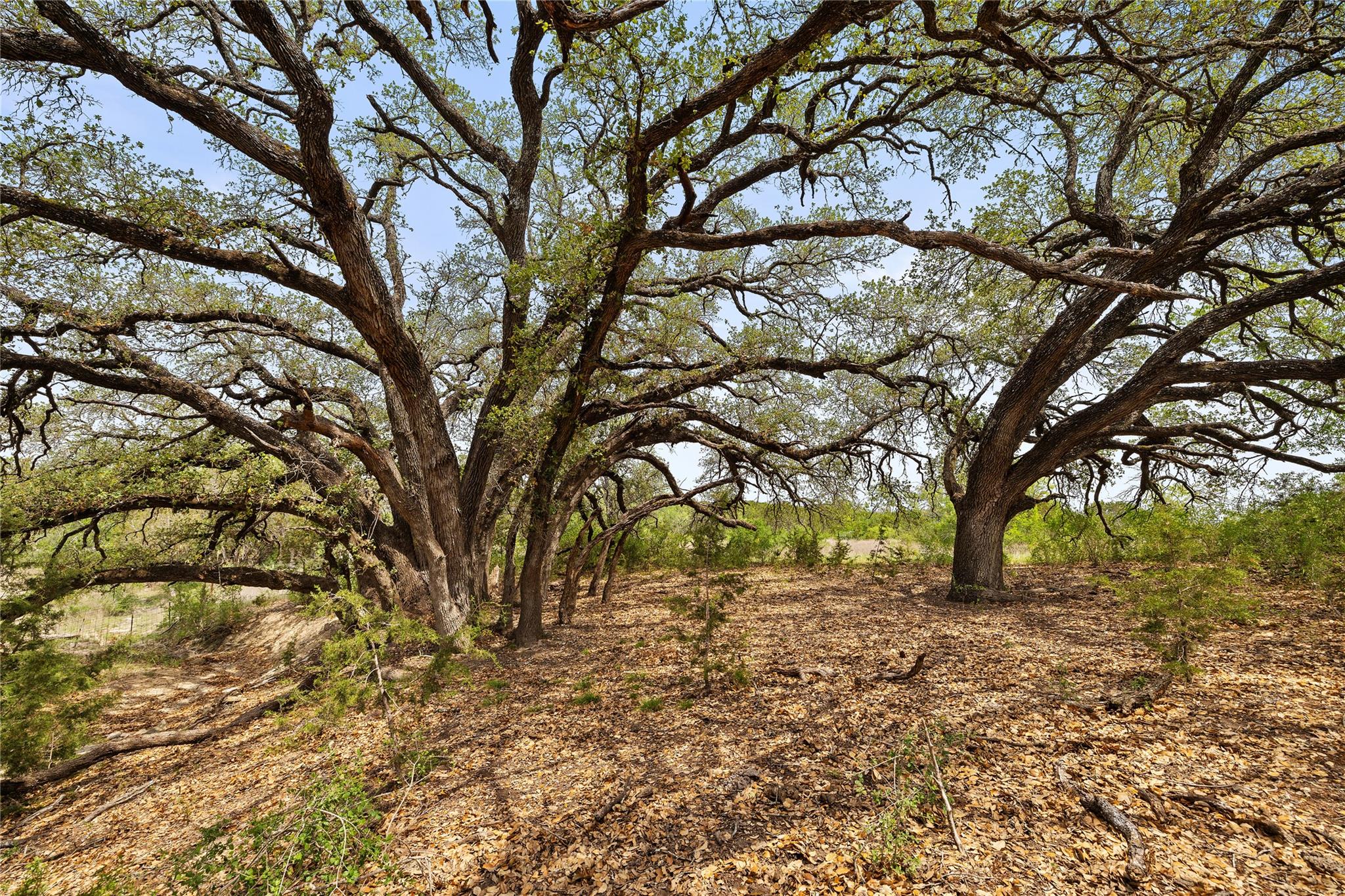 TBD County Road 207 — photo 4