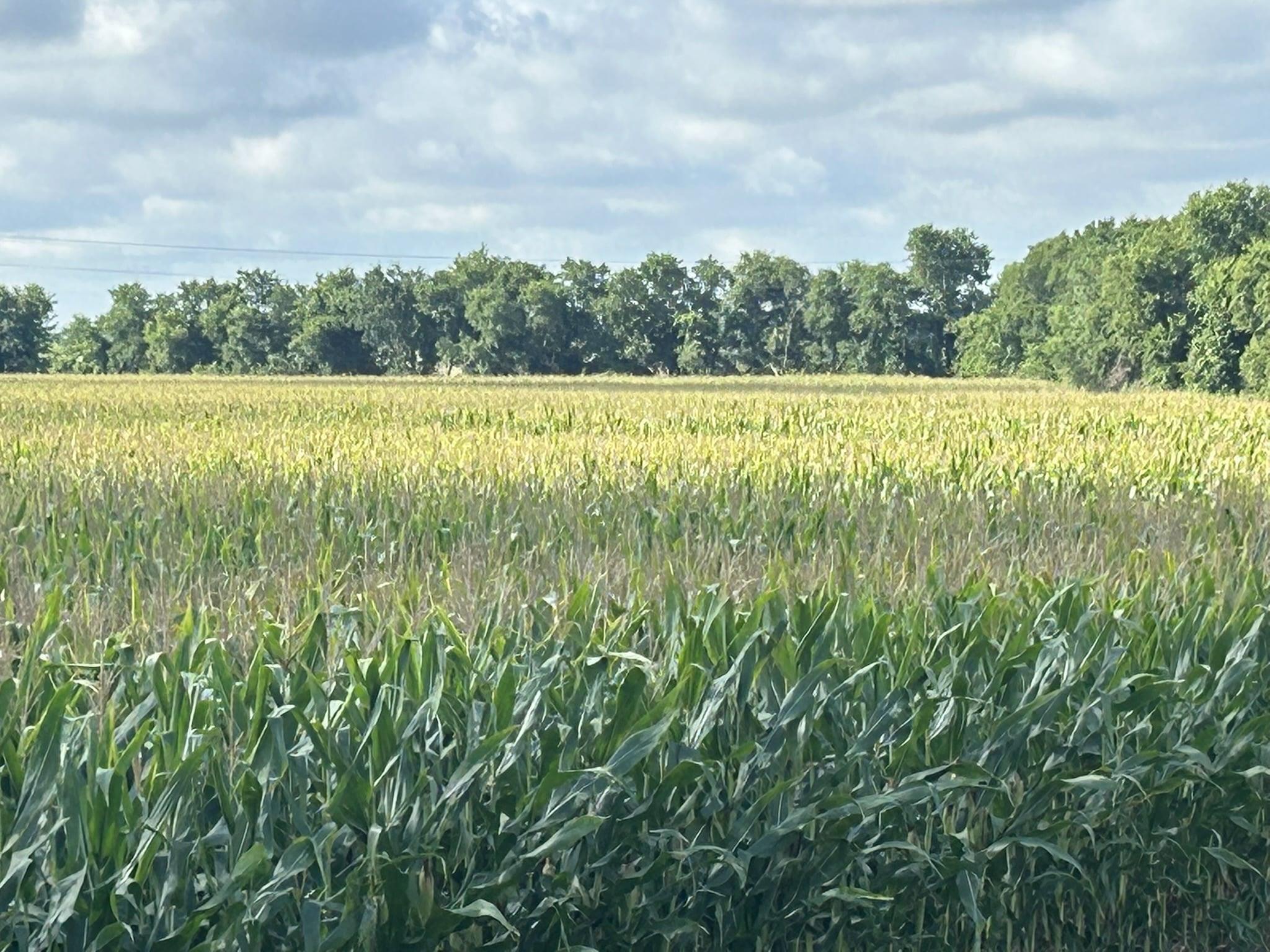 TBD2 Apple Cider RD — photo 3