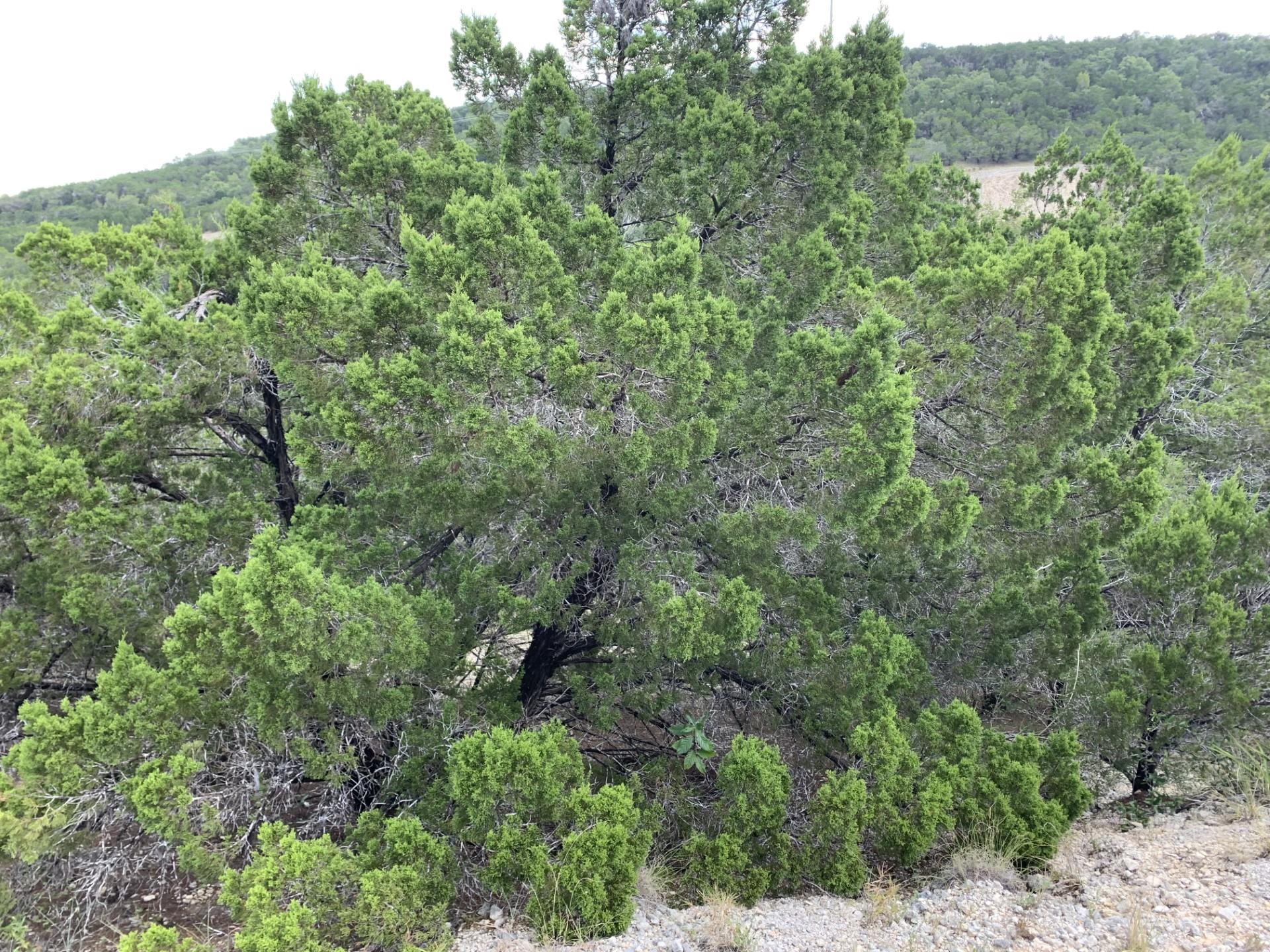 8607 Teton PASS — photo 4