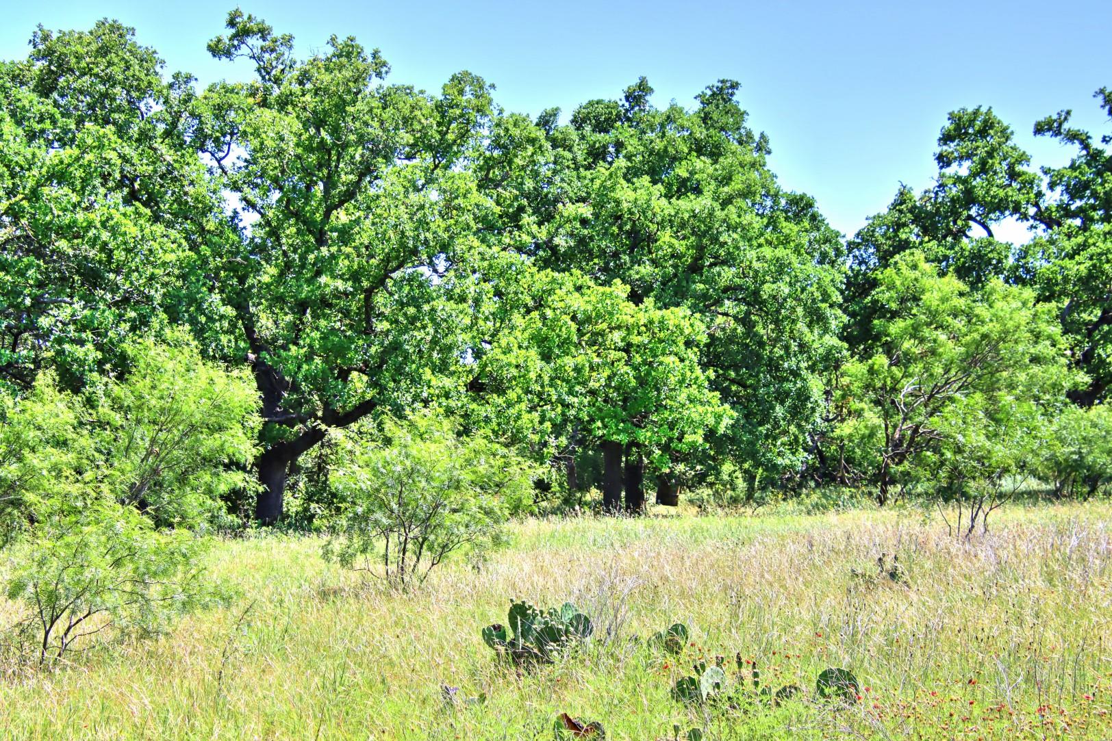 Lot 5 RM 1323 — photo 4