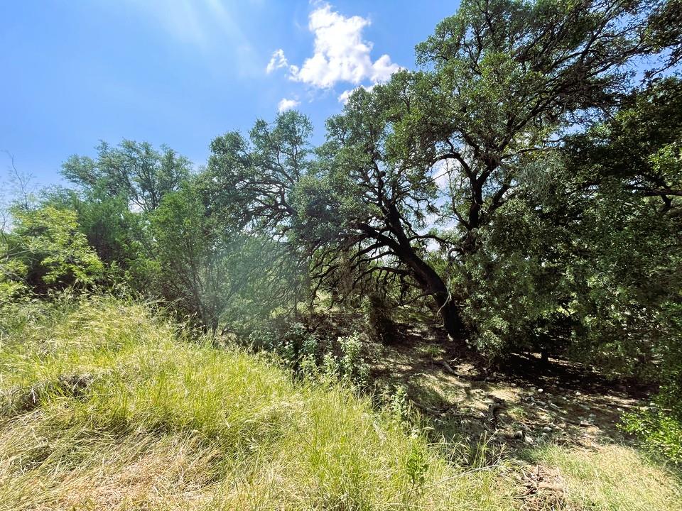 153 Live Oak Mott DR — photo 5