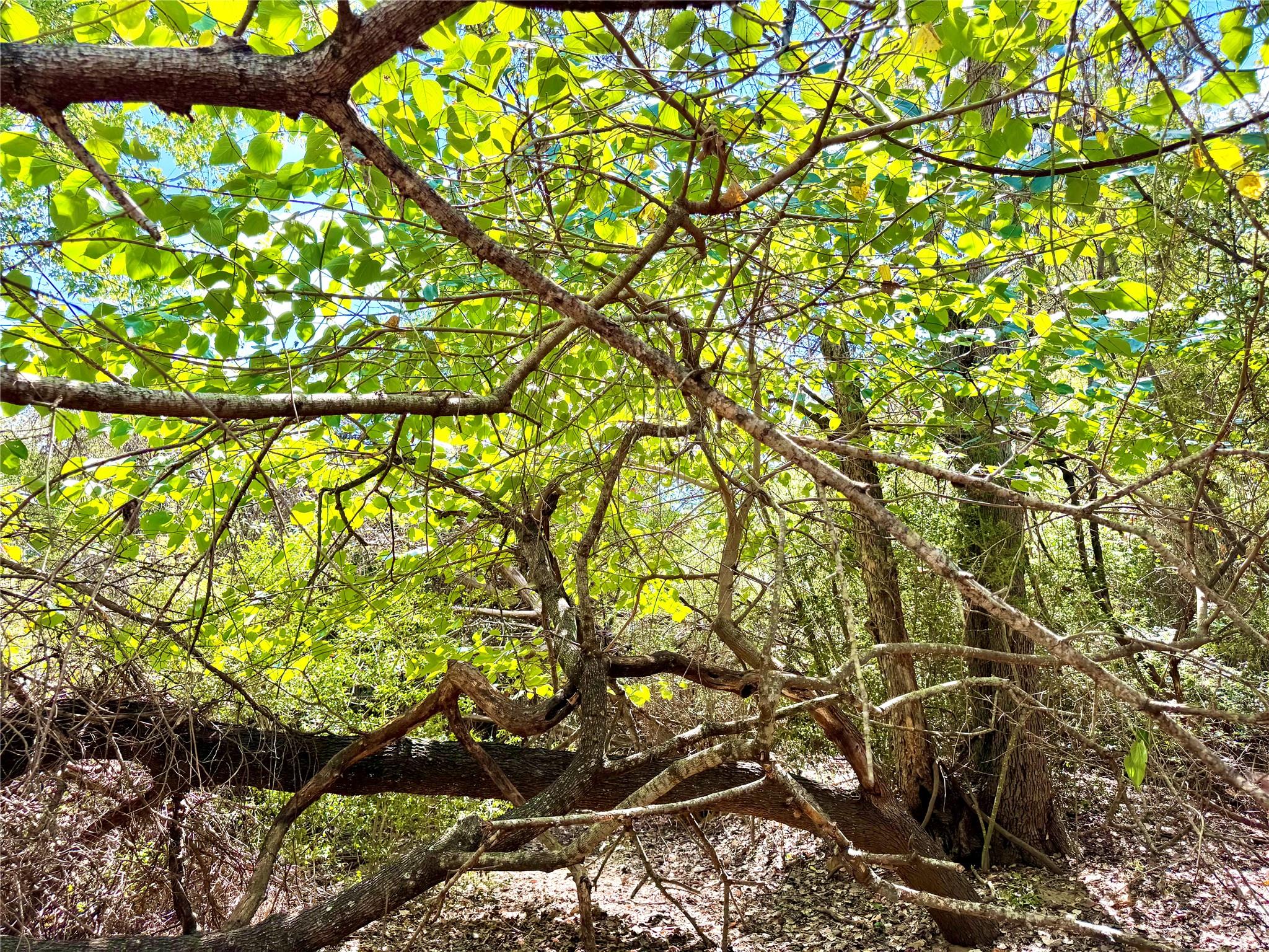 TBD 50.62 Acres Rabel RD — photo 4