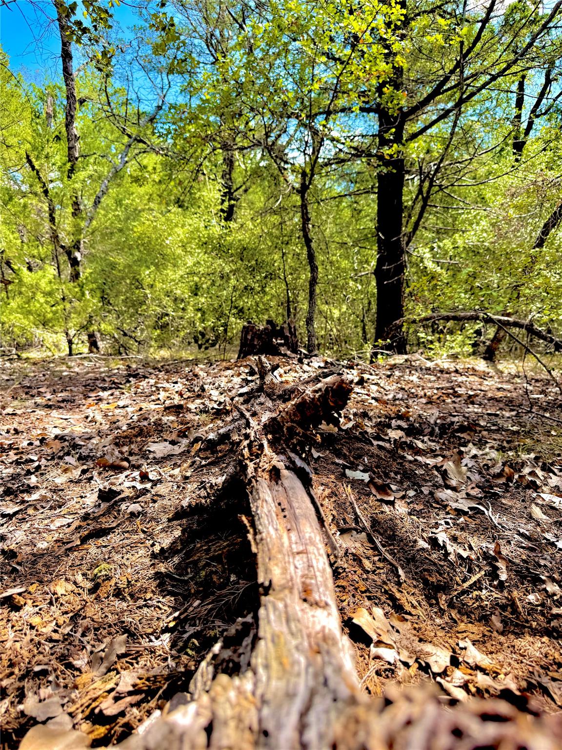 TBD 50.62 Acres Rabel RD — photo 4