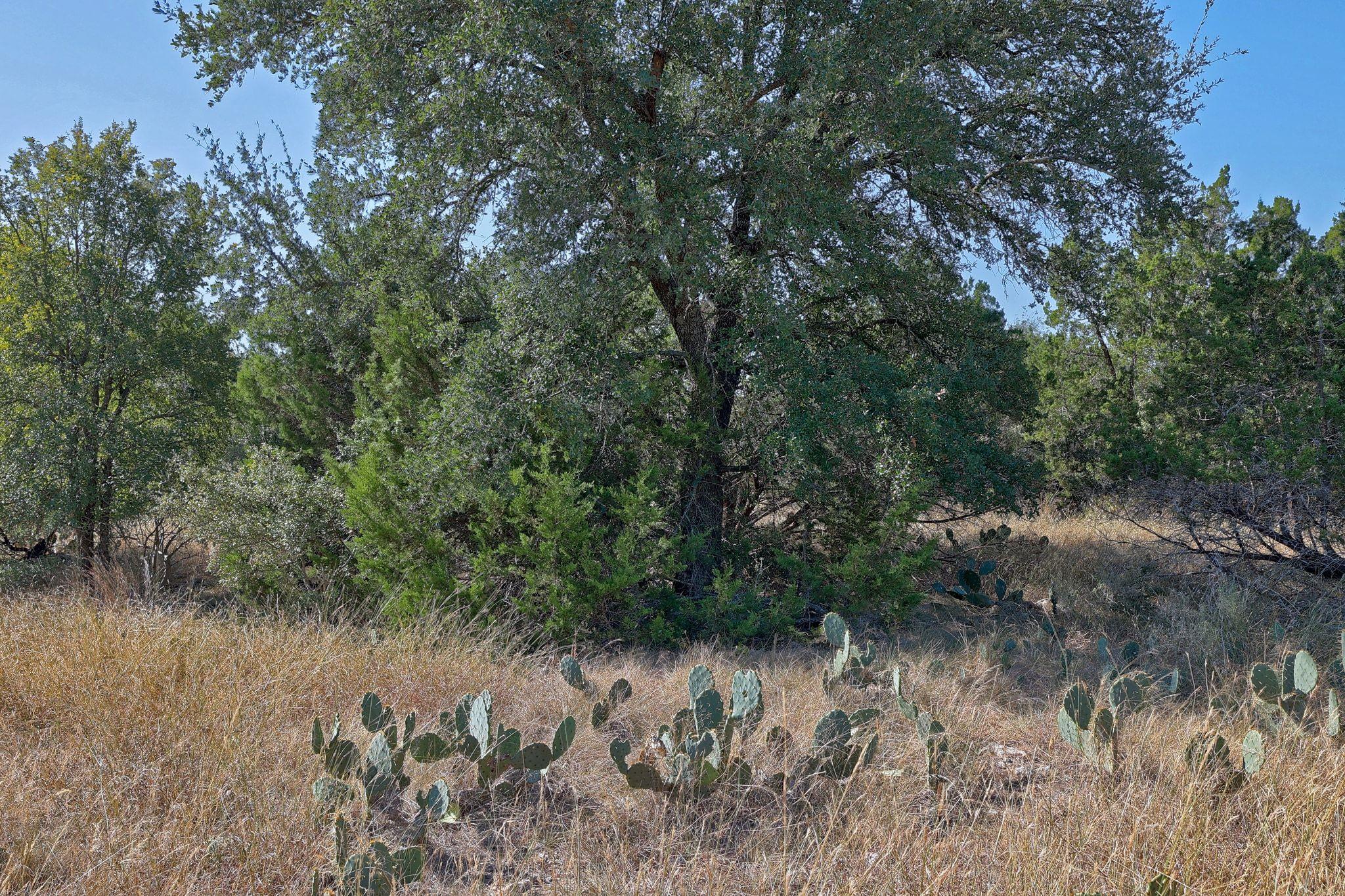 123 Appaloosa CV — photo 3