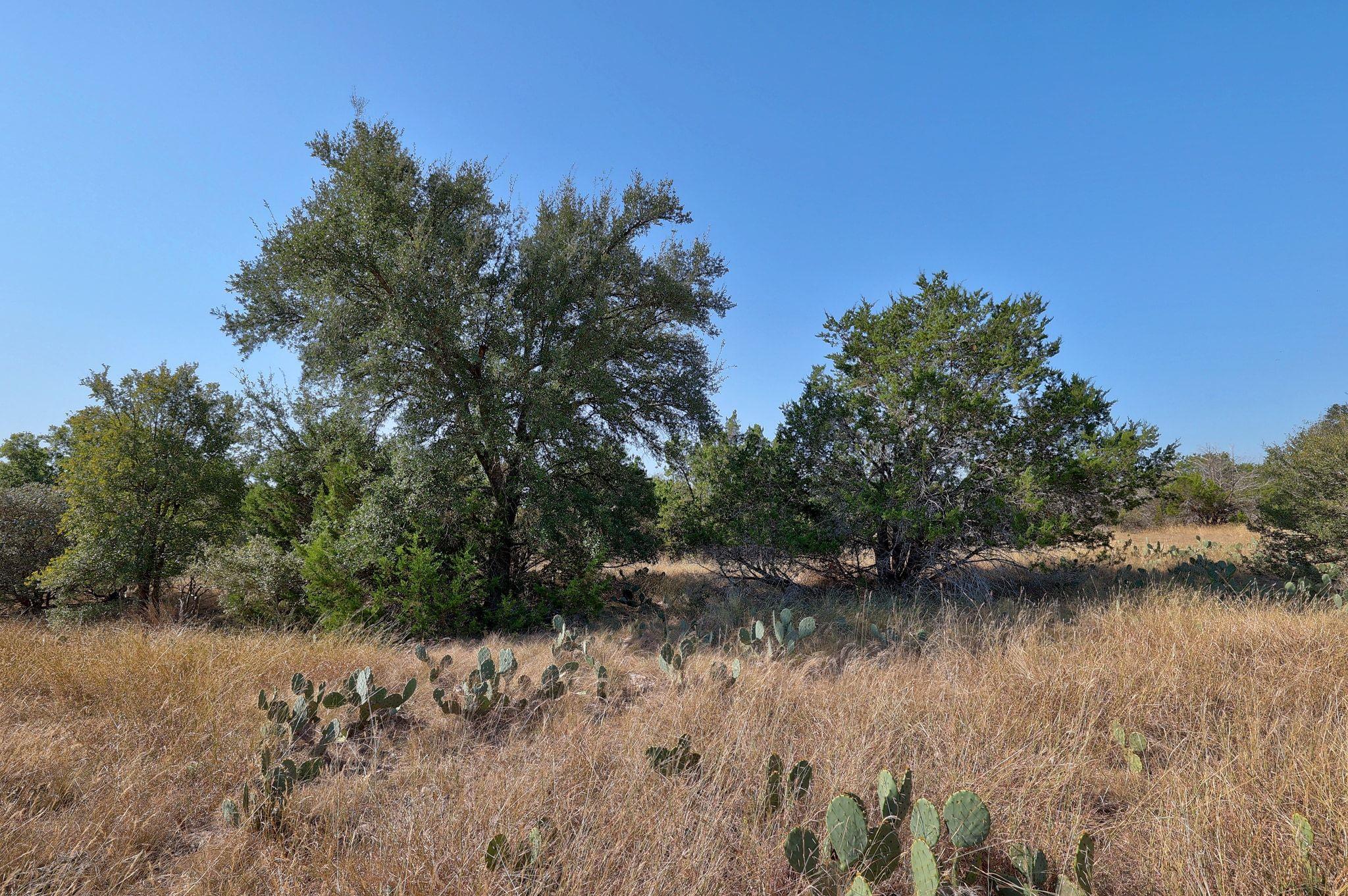 123 Appaloosa CV — photo 4