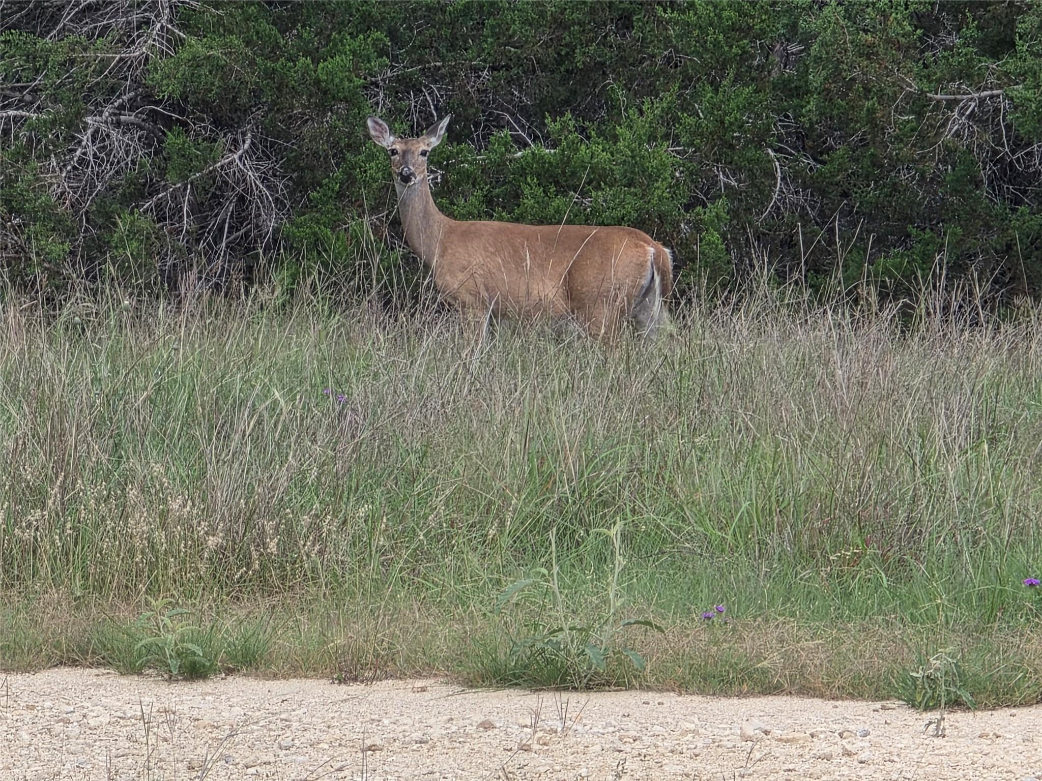 TBD Sycamore Creek DR — photo 5