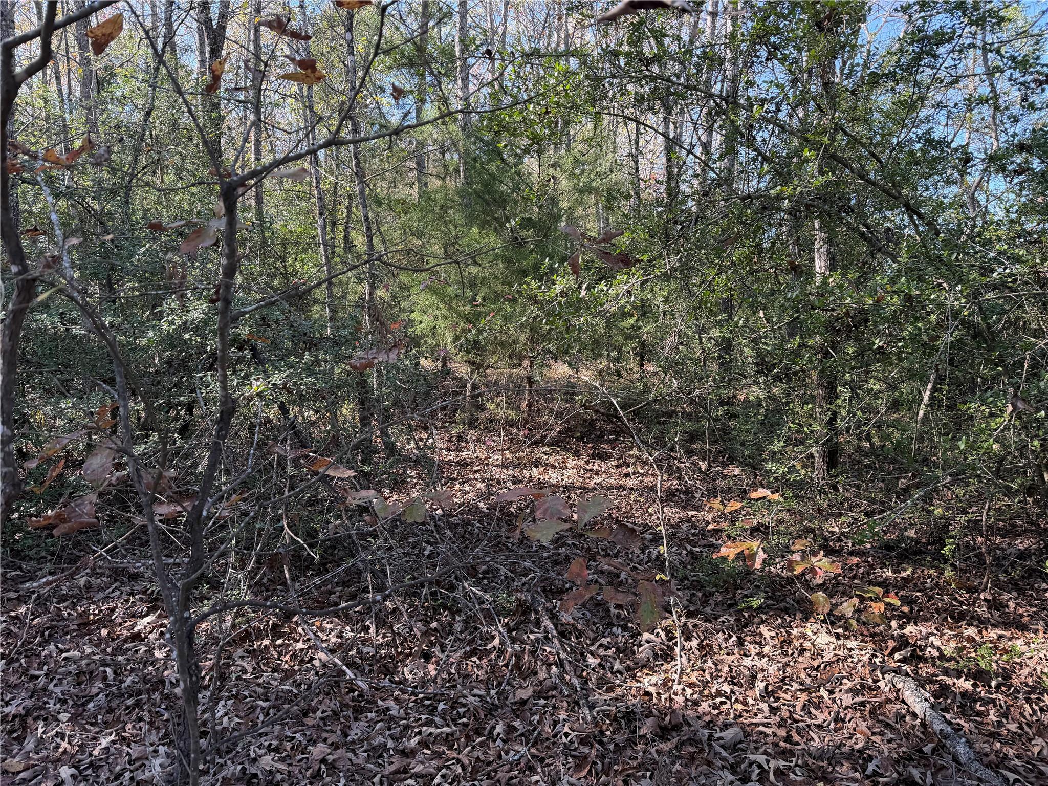 128 County Road 301 Tract 7 — photo 4
