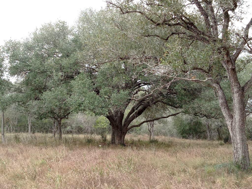 251 Lefty Lane LN — photo 5