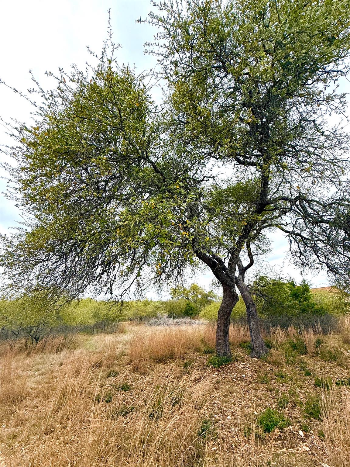 103 Ira Long — photo 4