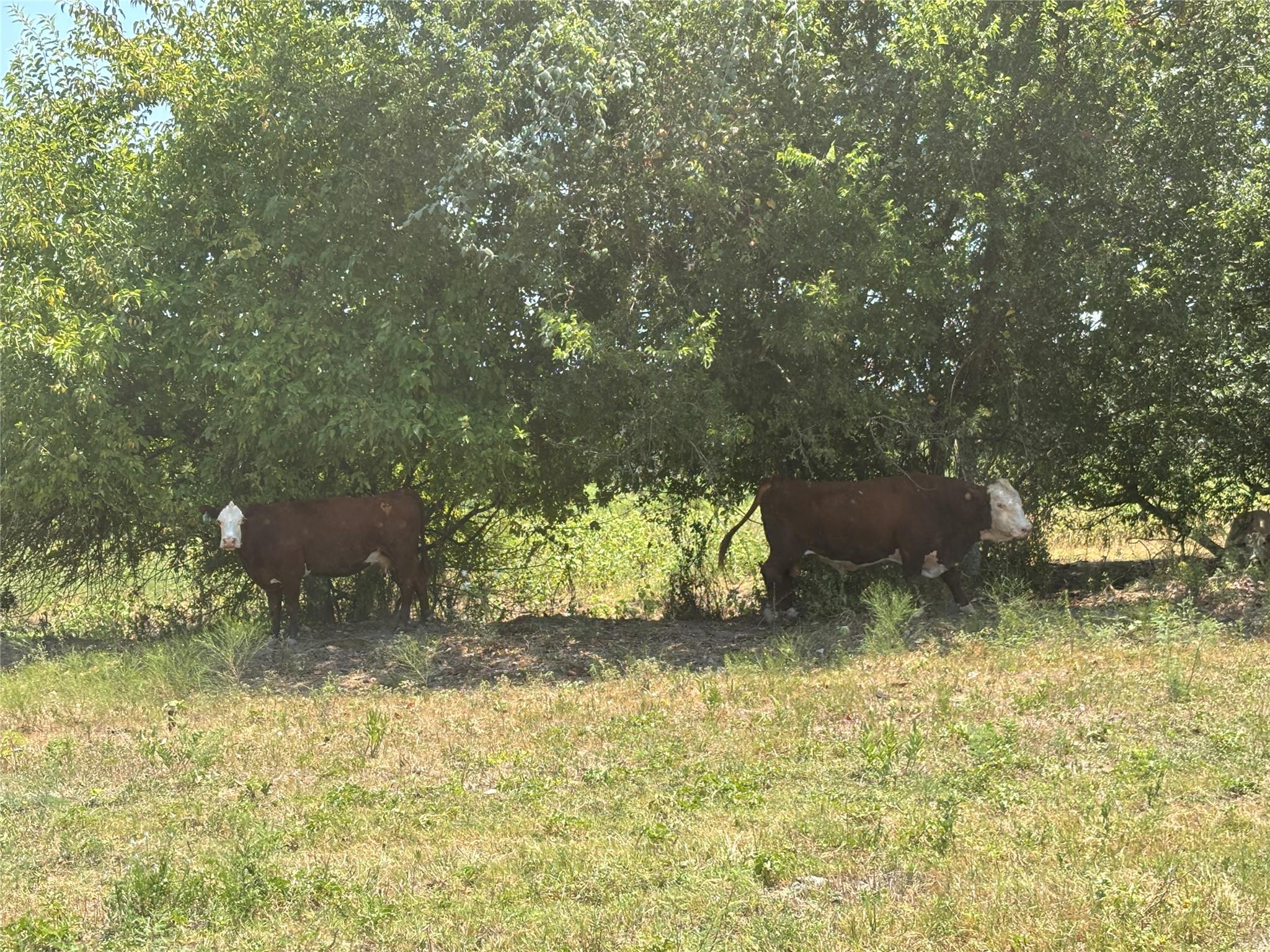 TBD 10.04 AC County Road 413 — photo 4