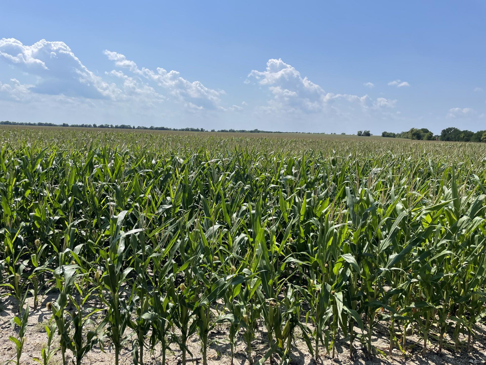 TBD Donahue Road RD — photo 3