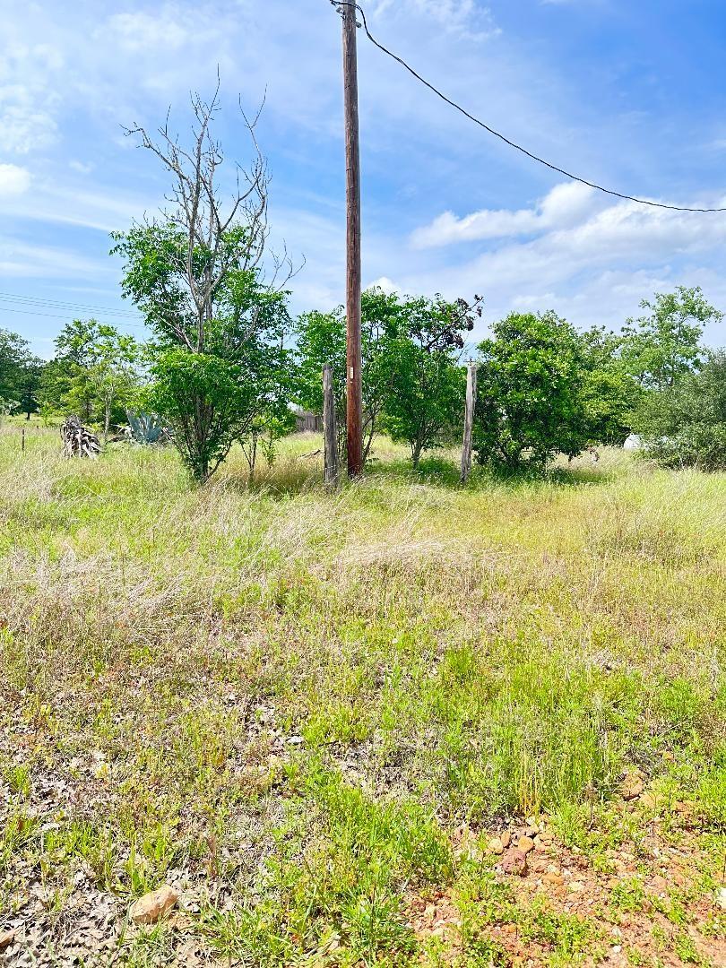 136A Wild Bird LOOP — photo 3