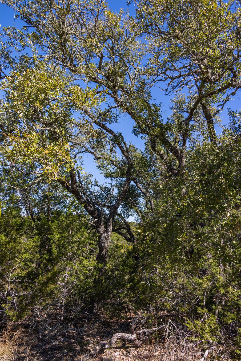 TBD Caliche RD — photo 5
