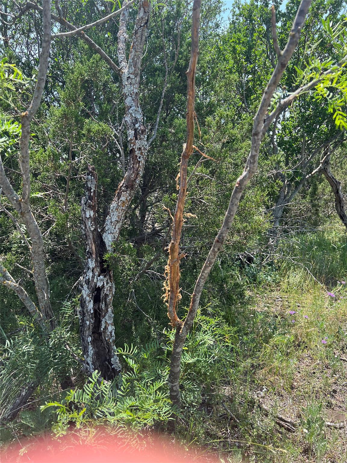 TBD County Road 450 — photo 4