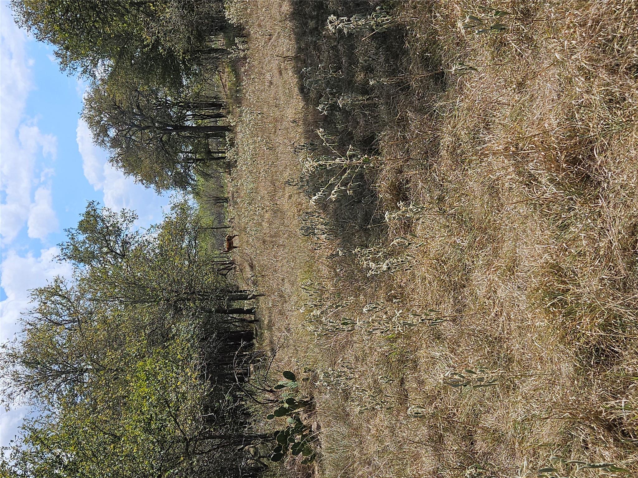 1988 CR 116 RD — photo 4