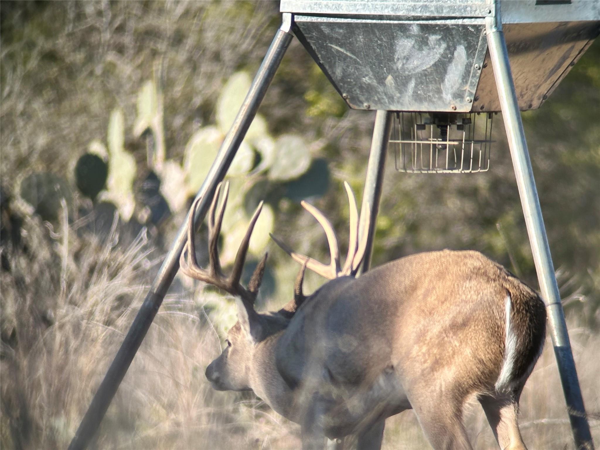 00 Quail Run DR — photo 4