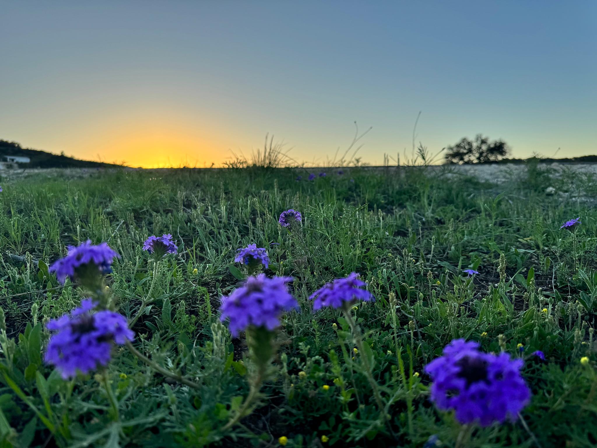 105 Majestic Hills — photo 4
