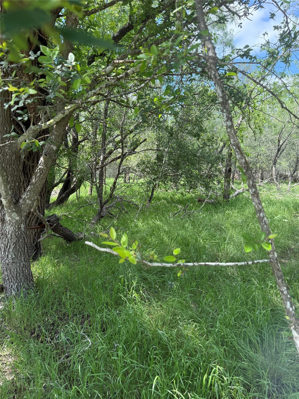 Lot 200 Nene LN — photo 3