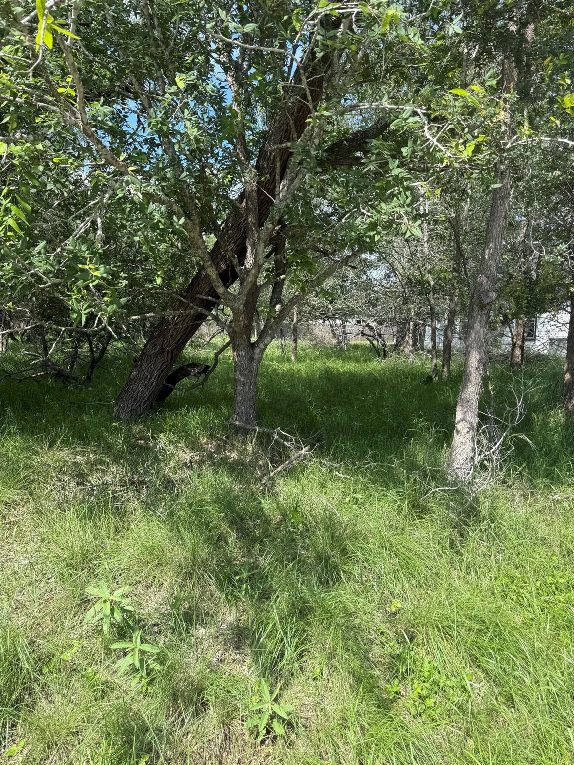 Lot 200 Nene LN — photo 5