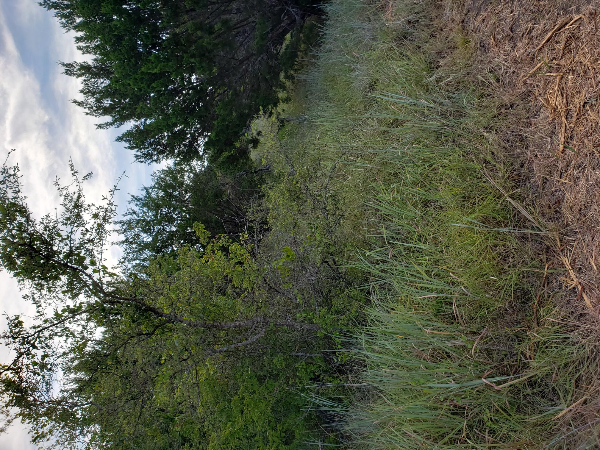 Lot 44 County Road 3640 — photo 4
