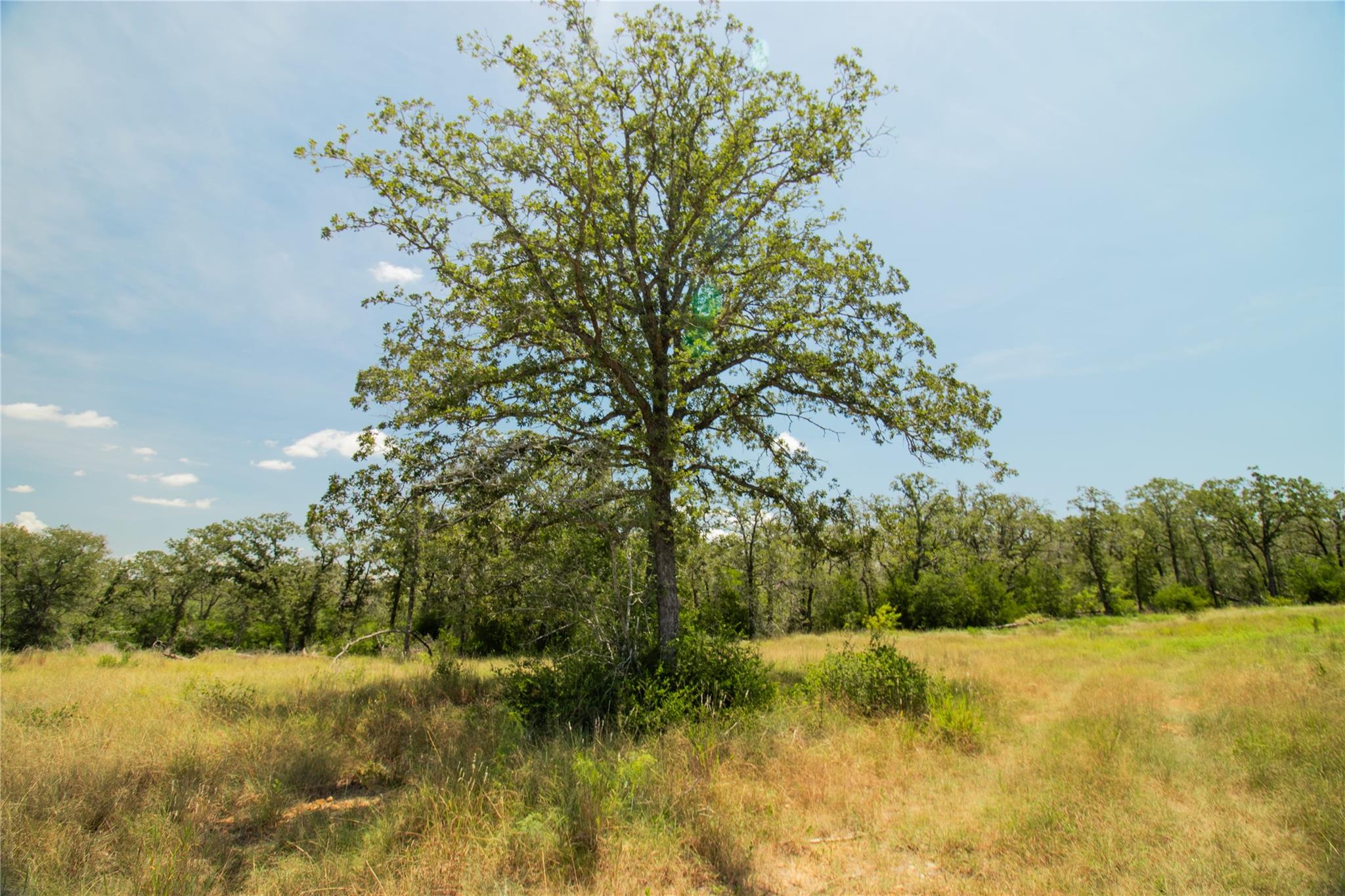 2564 Bluestem Crest LN — photo 4
