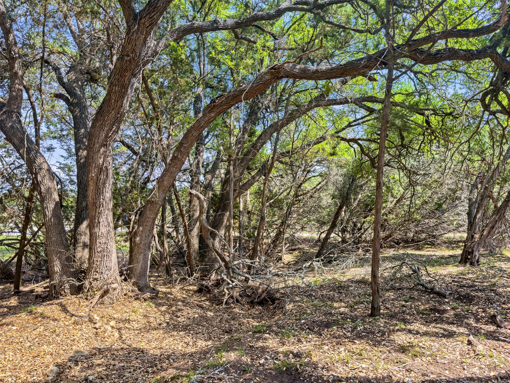 369 Onion Creek LN — photo 3