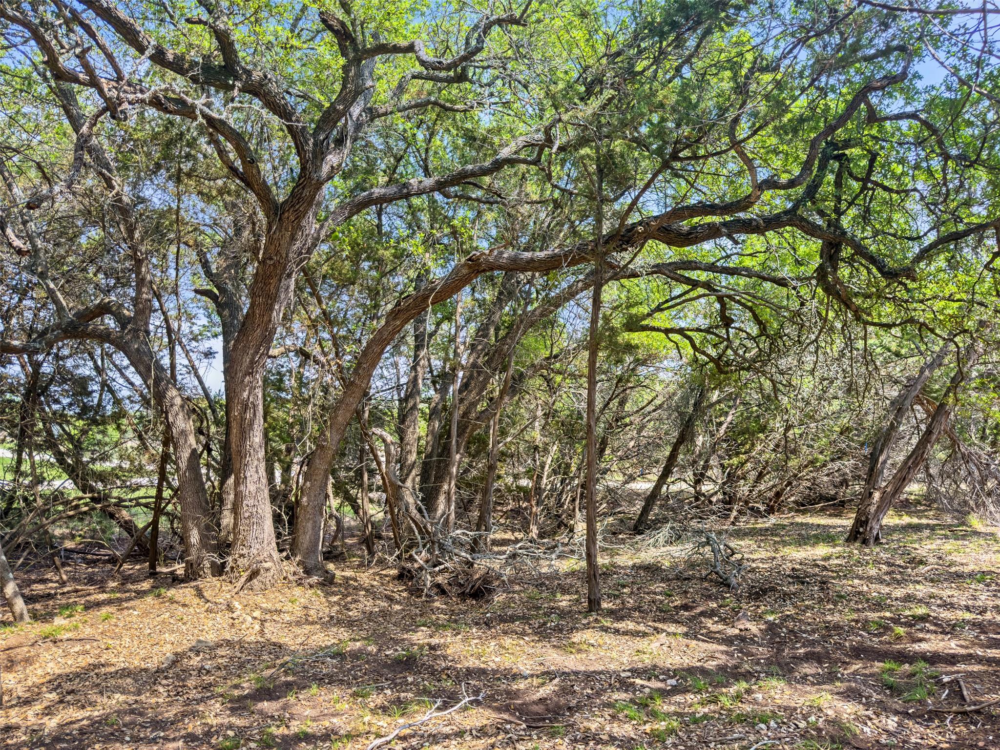 369 Onion Creek LN — photo 5