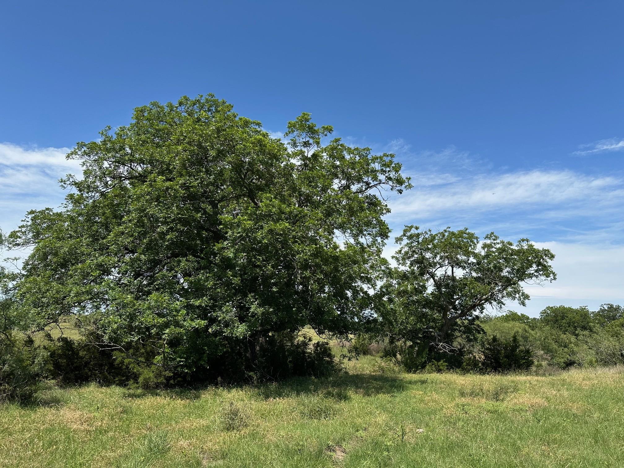23 acres County Road 330 — photo 3