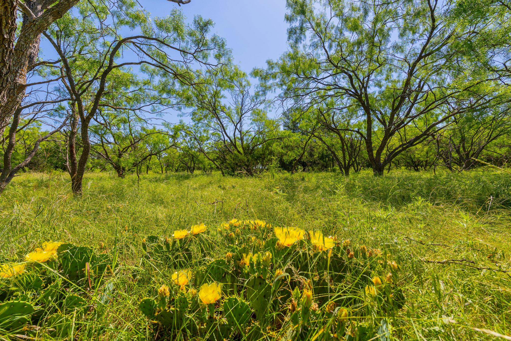 TBD County Road 180 Covered Meadows Ranch RD — photo 4