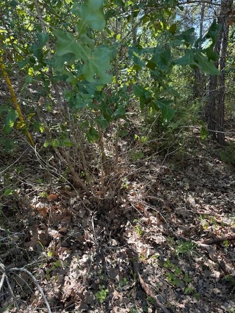 Lot 1355 Kaupo DR — photo 4