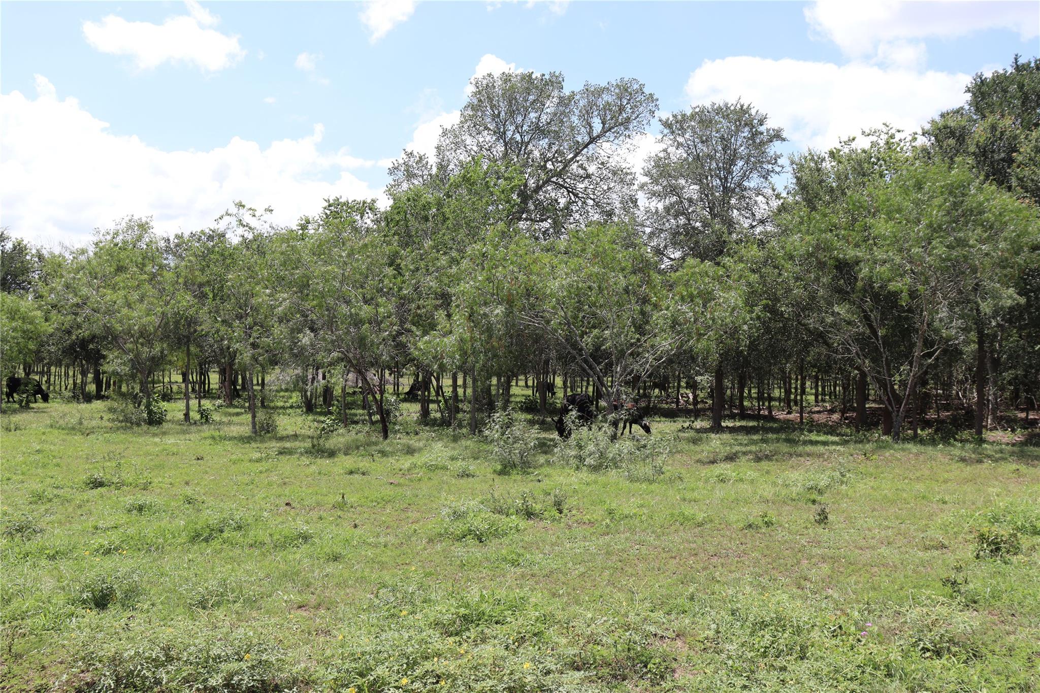 1220 Brushy Branch RD — photo 5