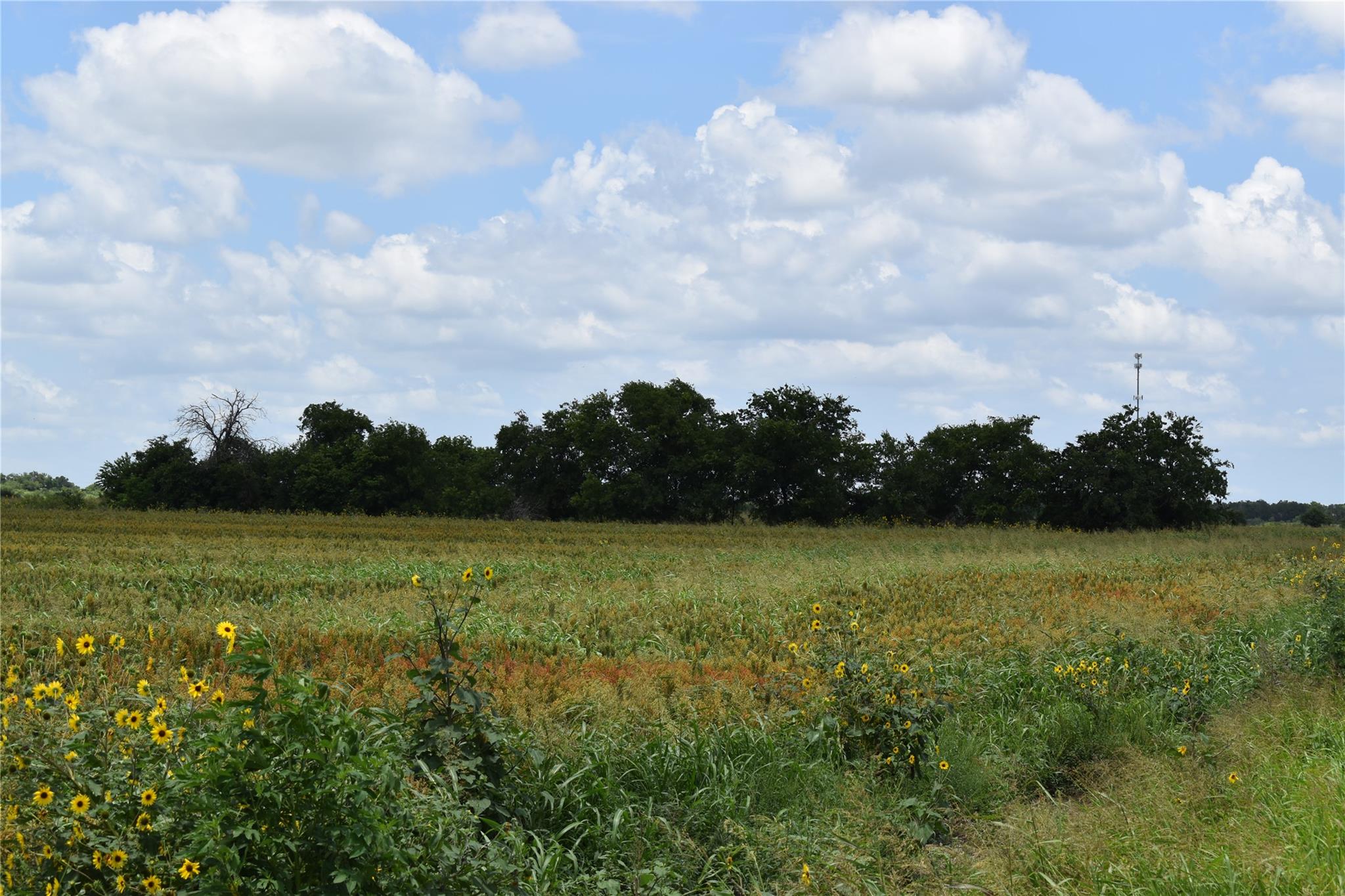 TBD County Road 109 — photo 3
