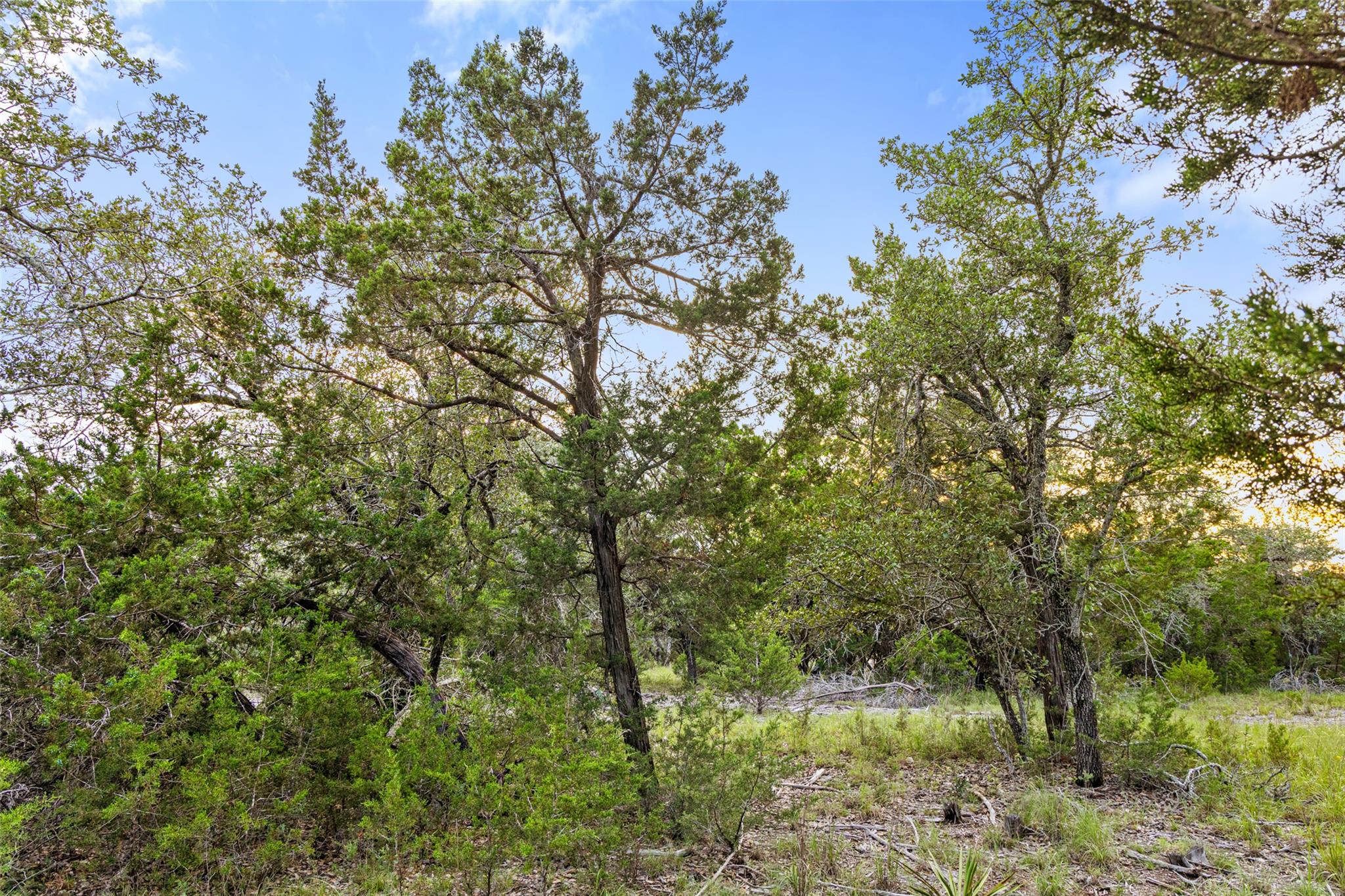 000 Mirela Ann RD — photo 5