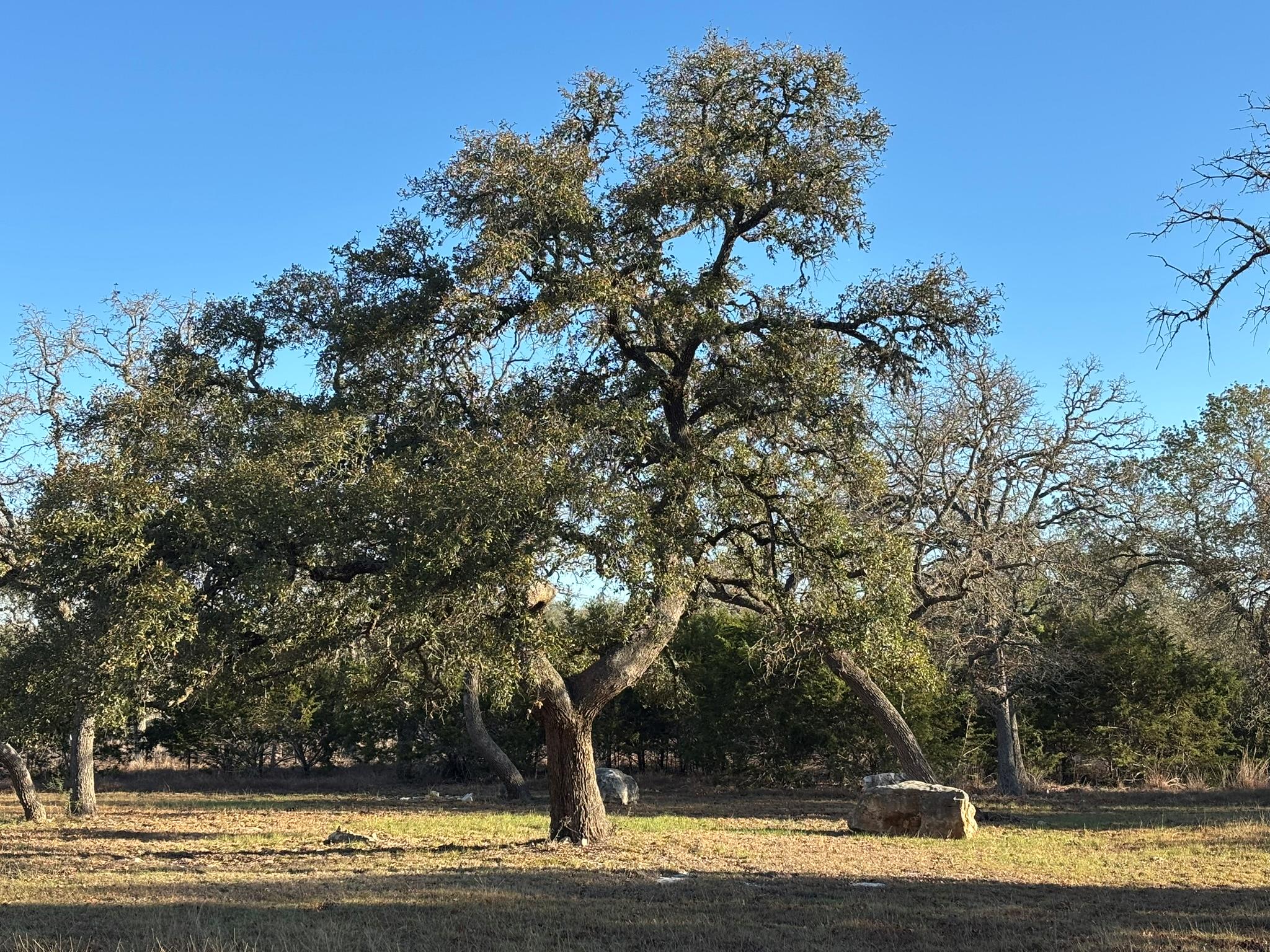 944 Fm 3351 — photo 3