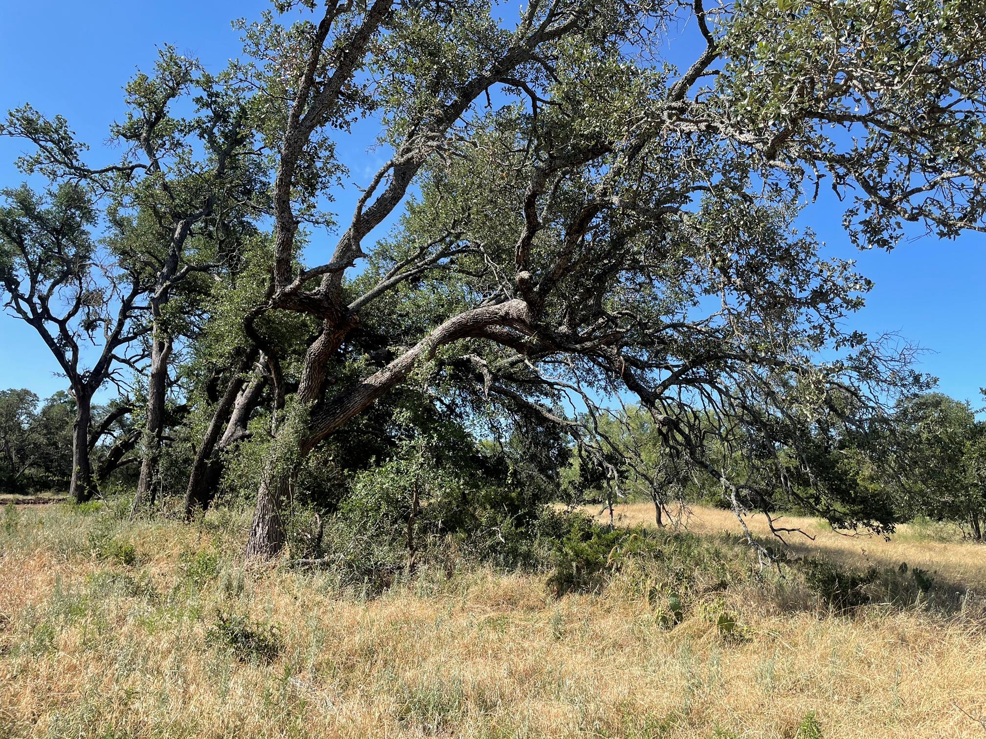 Lot 200 Swamp Creek Cove — photo 3