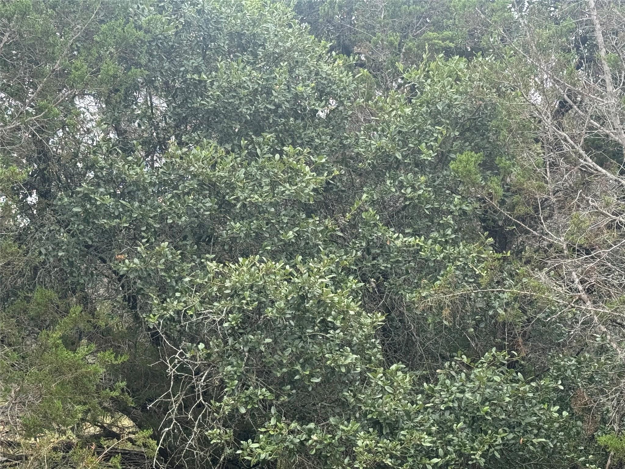 TBD Fort Croghan LN — photo 3