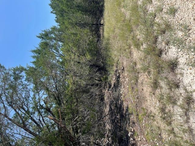 TBD CR 2644 — photo 4