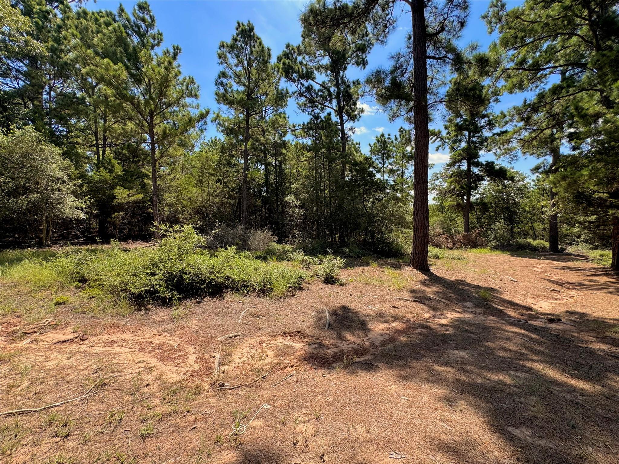 445 Pine Valley LOOP — photo 4
