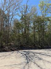 Lot 539 Iva LN