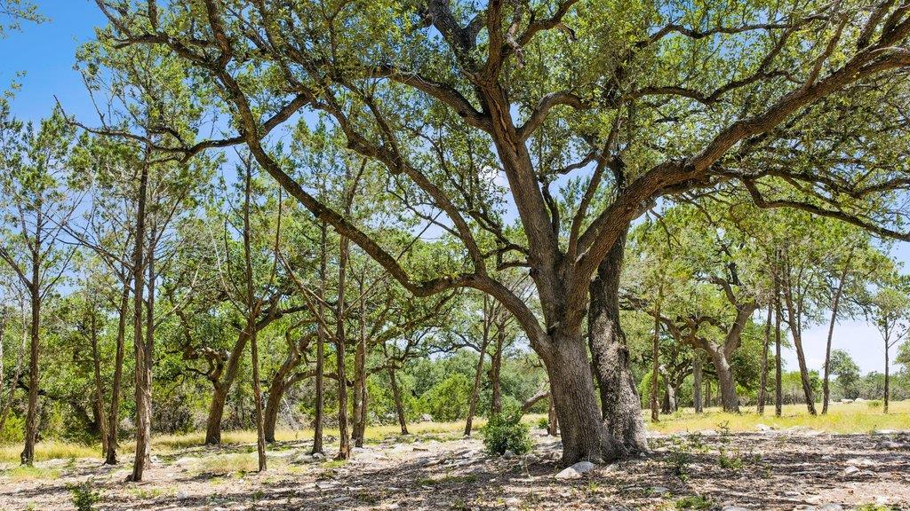 Tract 5 Cypress Cove RD — photo 5