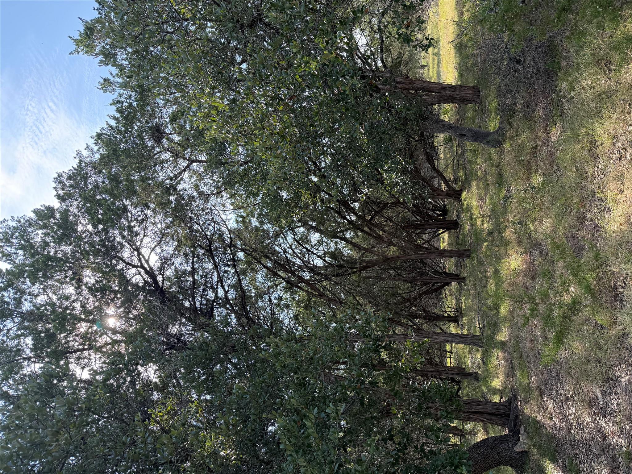 130 Quail HOLW — photo 4