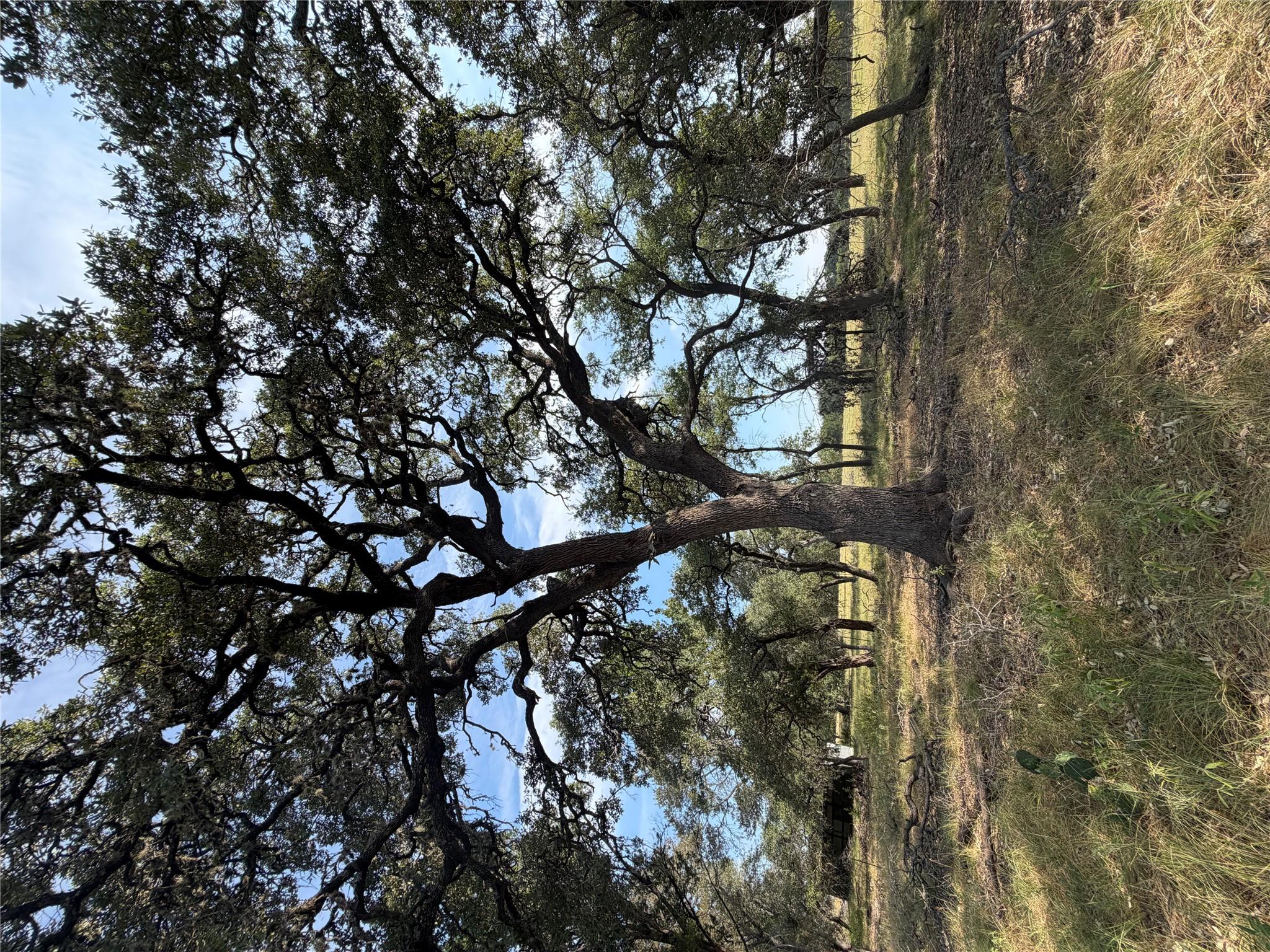 130 Quail HOLW — photo 5